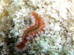 Fireworm - Molases Reef, Key Largo. Macro Mode by Dimitris Skoularakos 